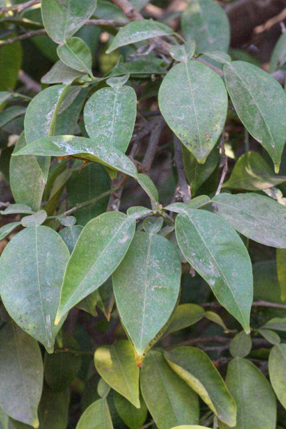              Shade leaves (Riverside, CA)       
